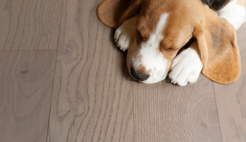 得高環保地板,健康升級有效抗菌 圖片1 得高環保地板,健康升級有效抗菌 圖片1