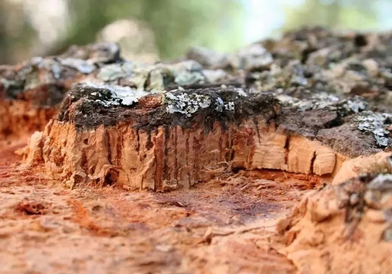 軟木,源于自然的環保地板 圖片5 軟木,源于自然的環保地板 圖片5