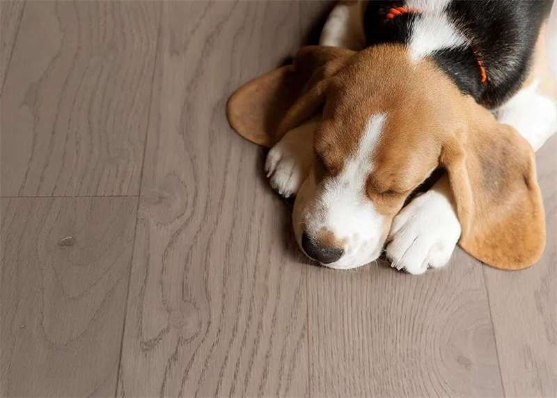 居家摯愛(ài)進(jìn)口地板,優(yōu)雅永不過(guò)時(shí) 圖片 9 居家摯愛(ài)進(jìn)口地板,優(yōu)雅永不過(guò)時(shí) 圖片 9