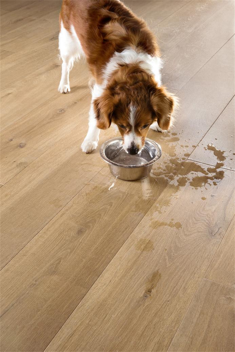 “寵物友好型”地板,得高Quick-Step無懼生活考驗 圖片 4 “寵物友好型”地板,得高Quick-Step無懼生活考驗 圖片 4