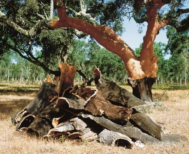 神奇的軟木|葡萄牙軟木為登月火箭提供支持 圖片 2 神奇的軟木|葡萄牙軟木為登月火箭提供支持 圖片 2