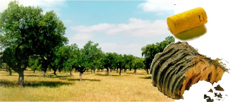 軟木組合套裝，讓家居生活多一點(diǎn)快樂與健康！    image2