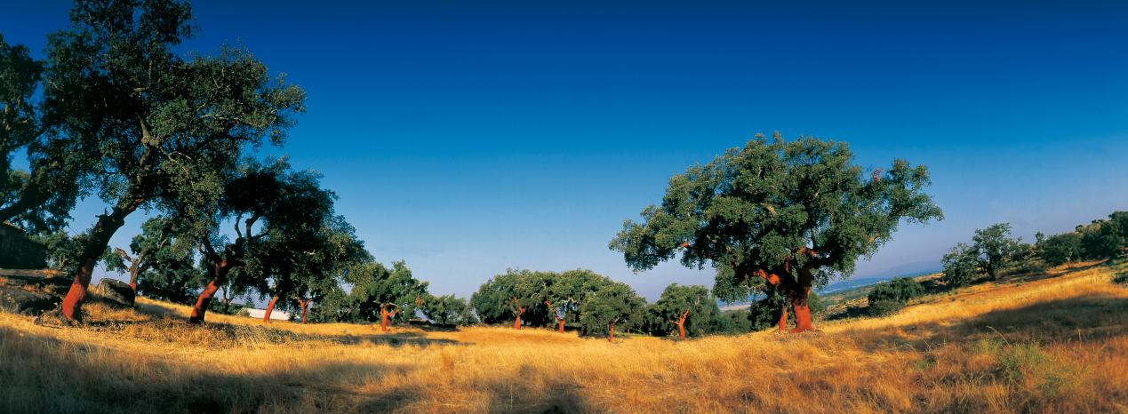 被名字“耽誤”的寶藏地板！在家實現“光腳自由” 圖片4