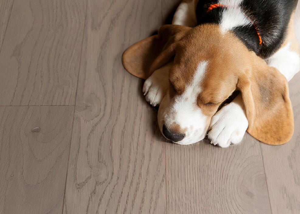 得高實木復合地板不只是腳下的鋪陳更是生活的舞臺 圖片4 得高實木復合地板不只是腳下的鋪陳更是生活的舞臺 圖片4