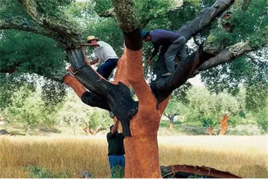 寶寶在家里“摸爬滾打” 如果鋪的是軟木地板就好了